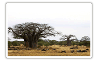 TARANGIRE